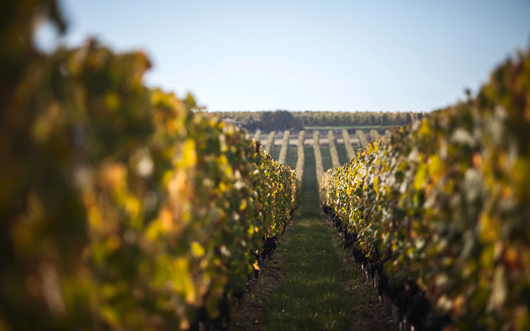 Terroir - Château Badette