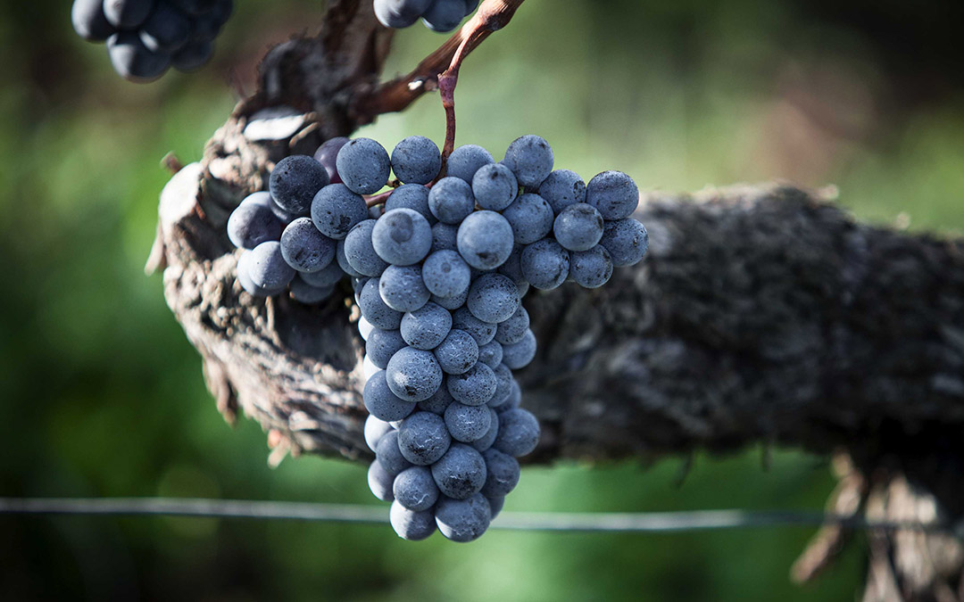 Terroir - Château Badette